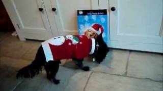 preview picture of video 'Coco the Dog Advent Calendar Fail'