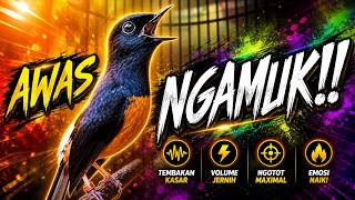 Download lagu KOMPILASI MURAI BATU FULL ISIAN TEMBAKAN MEWAH SANGAT AMPUH MELATIH MURAI BATU BONGKAR ISIAN mp3 Download lagu KOMPILASI MURAI BATU FULL ISIAN TEMBAKAN MEWAH SANGAT AMPUH MELATIH MURAI BATU BONGKAR ISIAN mp3