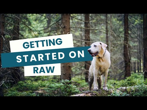 How to Start Feeding a Raw Dog Food Diet | Nurturing by Nature Dorset Guide 