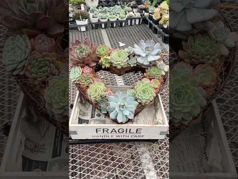 霜を恐れない屋外の多肉植物