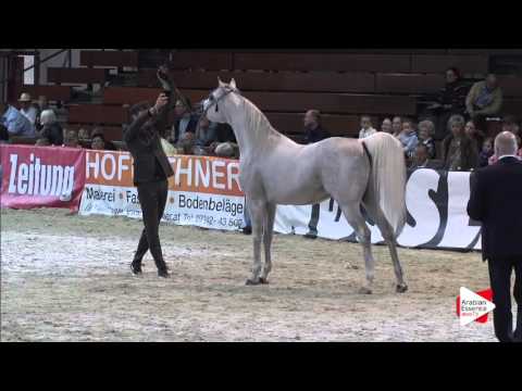 N.79 ECHO ADONIS - Wels 2016 - Stallion 7-10 years old (Class 11)