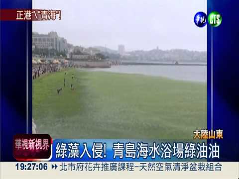 綠藻入侵! 青島海水浴場綠油油