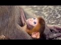 Baby Monkey Tries To Hang On To His Mom