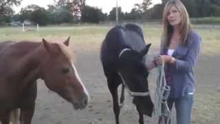 On the ranch with Jennifer Lynn Alvarez | Author of The Guardian Herd: Starfire