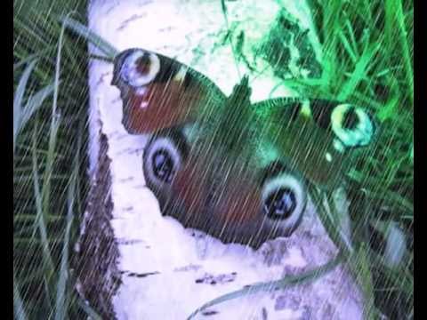 Papillons dans la forêt d'hiver(musique de Klaviermusic)