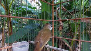 Download lagu Pancingan suara kapas tembak seperti di hutan mp3