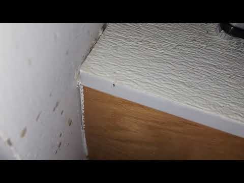 Ants Coming for Dinner in Manahawkin, NJ