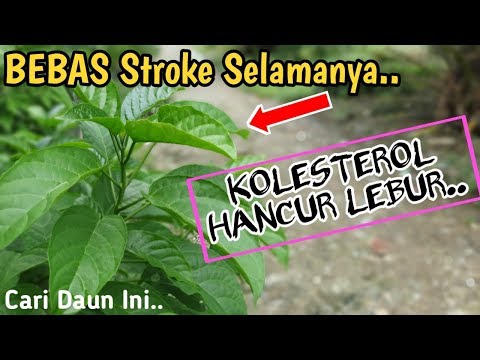 Netizen Novyj Trend Smotret Onlajn Na Sajte Trendovi Ru