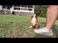Cavapoo dogs for sale: Silas - Video 1