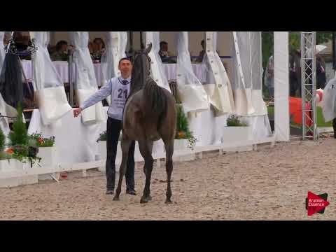 N.21 PARANTELLA - Polish Nationals 2018 - 2 Years Old Fillies (Class 2)