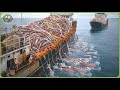 The World S Biggest Catch How Fishermen Haul 98 Million Tons Of Seafood Each Year