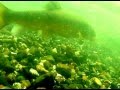 Green Sturgeon And Other Fish Species Filmed Underwater In The Sacramento River