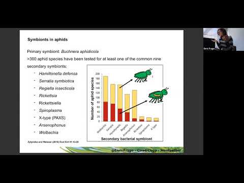 SEEM 2020 09 25 E. Frago: "Benefits & costs of hosting facultative symbionts in sap-sucking insects"