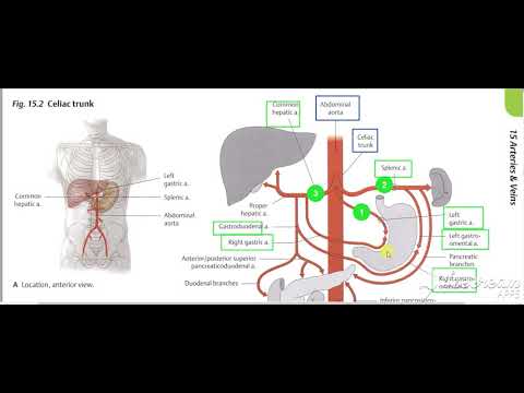 Stomache arterial supply 3
