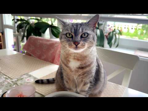 YouTube 썸네일
