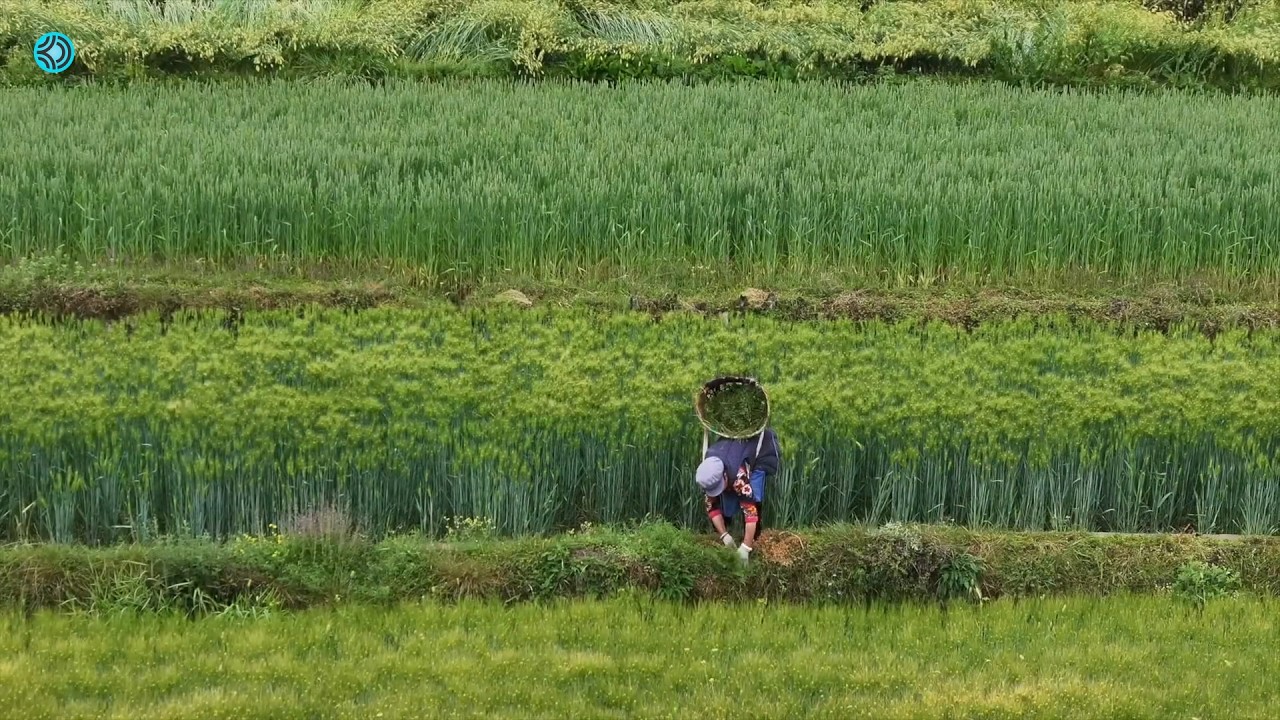 Kehidupan dan keindahan alam di desa Pegunungan Yunnan Tiongkok