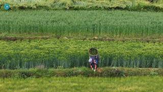 Download lagu Kehidupan dan keindahan alam di desa Pegunungan Yunnan Tiongkok mp3