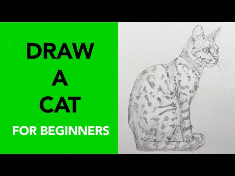 How to Draw a Cat (Easy, Beginner-Friendly Tutorial)