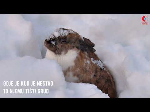 Zdenka Vučković - Zeko i potočić