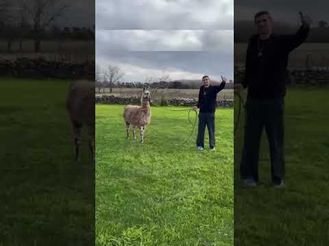 El Dibu Martinez sacó a pasear a una Llama 😂 #dibumartinez #argentina #messi #mundial #martinez