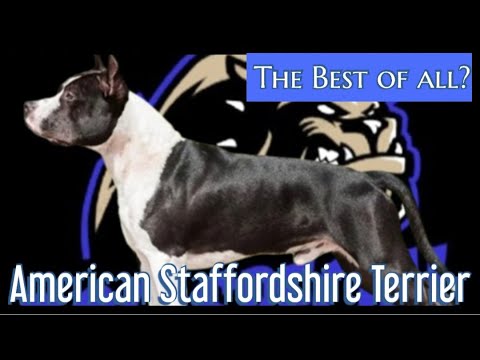 Der American Staffordshire Terrier - Dieser Hund sollte zu den besten zählen