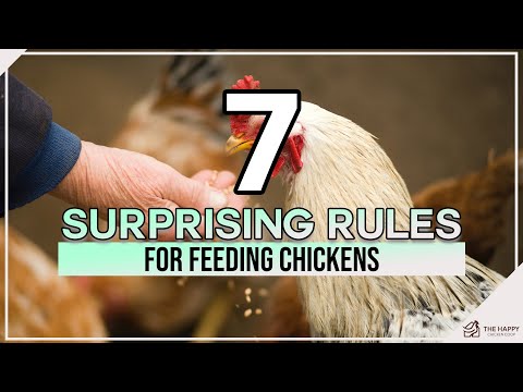 7 Surprising Rules for Feeding Chickens