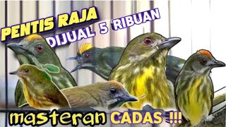 Download lagu REJEKI HUJAN - HUJAN MAEN KE PASAR || NEMU BURUNG MEWAH HARGA MURAH CUMA DIJUAL LIMA RIBU PERAK mp3 Download lagu REJEKI HUJAN - HUJAN MAEN KE PASAR || NEMU BURUNG MEWAH HARGA MURAH CUMA DIJUAL LIMA RIBU PERAK mp3