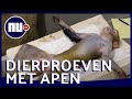 Dierproeven met apen: 'Soms is het werk erg moeilijk' | Achter gesloten deuren | NU.nl