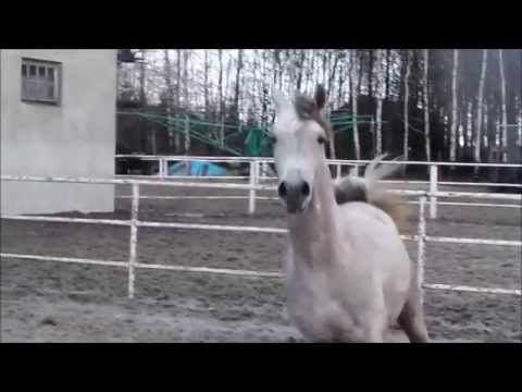 Nadira Regalis 2012, WH Justice - Nashira By Chawina