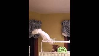 Perry dancing to Stevie Nicks