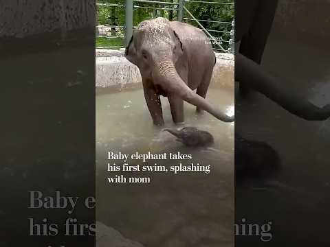 Baby elephant takes his first swim, splashing with mom