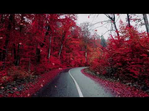 3H of Light Rain and Birds Chirping in the Forest | White Noise for Sleep, Relaxation or Study | 4K