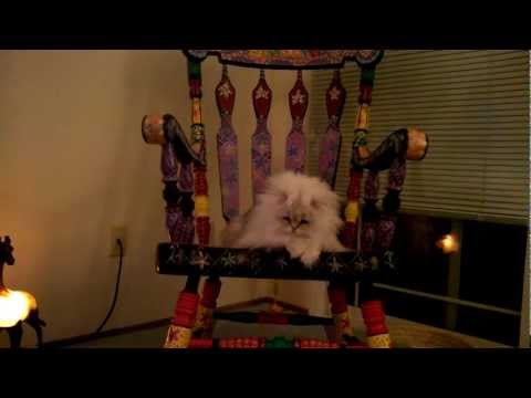 12 03 14 Shaggy beast, Kalahari