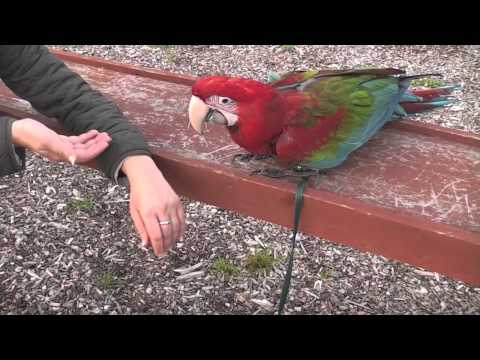 Parrot Training: making new friends