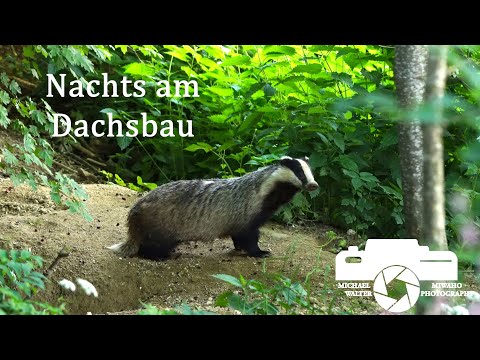 Nachts am Dachsbau, Tierfilm Tierdoku Naturfilm Tierkinder Europäischer Dachs Dachsjunge Meles meles