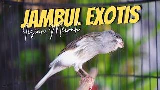 Download lagu KENARI JAMBUL EXOTIS ISTIMEWAH - MASTERAN KENARI ISIAN BLACKTHROAT GACOR PALING DICARI mp3 Download lagu KENARI JAMBUL EXOTIS ISTIMEWAH - MASTERAN KENARI ISIAN BLACKTHROAT GACOR PALING DICARI mp3