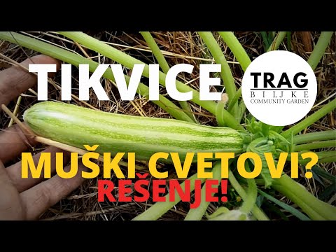 ZUCCHINI ONLY MALE FLOWERS? (WE WILL SOLVE IT!) [TRACE OF THE PLANT]