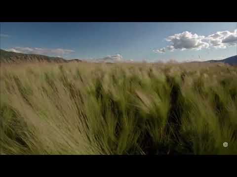 Выдохни боль (Pain-Relief Song)