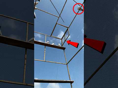 #kabootar Ko Trap Karnay Ka New Tarika | #kabutar #bird #birdspecies #birdspecie #pigeonbird #pigeon