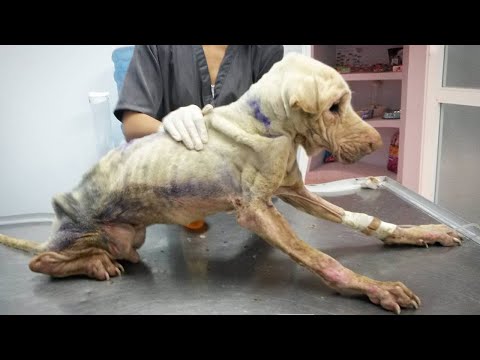 El perro que luchó tenazmente contra el destino y tuvo un final feliz