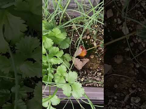 どの低木をキョウチクトウと組み合わせる？この植物の足元に置くのに最適な 5 つのコンパニオン プランツを見つけてください  庭園