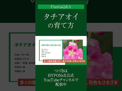異なる段階で作用する芳香植物と薬用植物 結合組織の発達