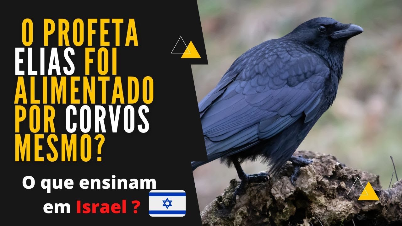 Corvos realmente alimentaram o profeta Elias ?