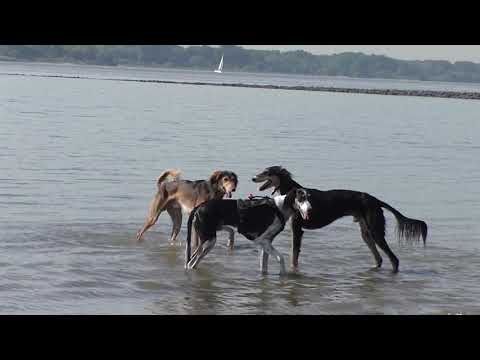 Die Salukis Joschamin, Javid und Cherif an der Elbe 15. Sept. 2020