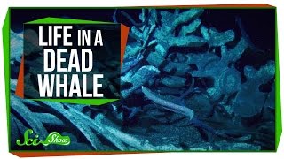 Life Inside a Dead Whale