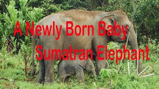 A Newly born baby Sumatran elephant