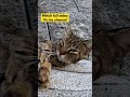 Stray Cat Makes Strange Sounds Straycat Cat Meow Streetcats Kitten