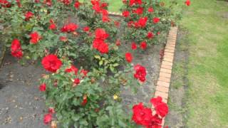 AQUEL AMOR-RITMO RANCHERA-FLOR SILVESTRE Y JORGE ARIZA