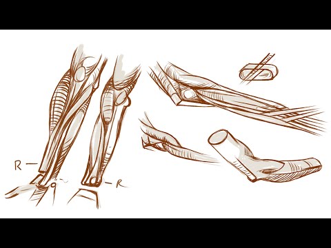 How To Draw Forearms - Arm Anatomy for Artists Anatomy   Lower Arm
