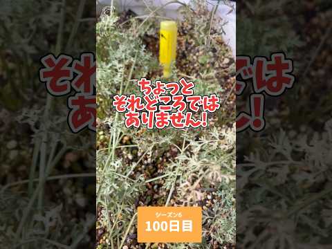 園芸 季節を問わず美味しいニンジン